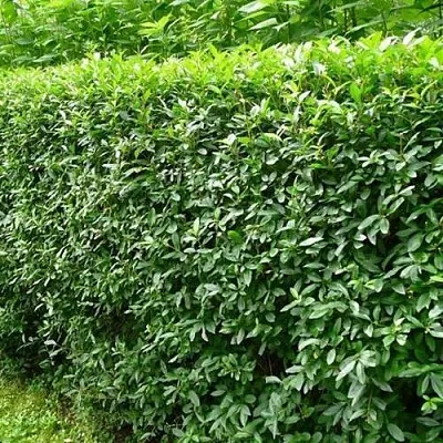 Бирючина обыкновенная  Бирючина обыкновенная в Ульяновске