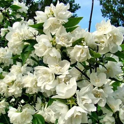 Жасмин ДЕНИСКИНЫ РАССКАЗЫ  Жасмин ДЕНИСКИНЫ РАССКАЗЫ в Ульяновске