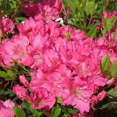 Азалия КИРСТИН японская  Азалия КИРСТИН японская в Ульяновске