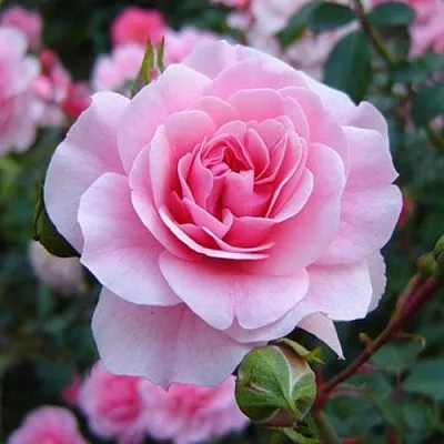 Саженцы роз БОНИКА флорибунда  Саженцы роз БОНИКА флорибунда в Ульяновске