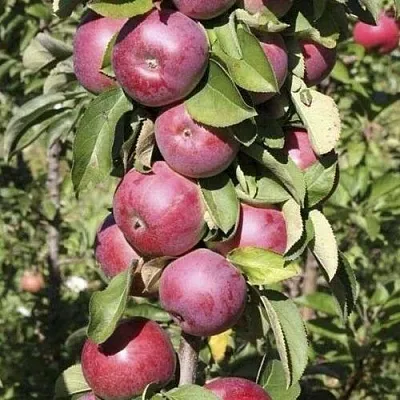 Яблоня ЕСЕНИЯ колонновидная  Яблоня ЕСЕНИЯ колонновидная в Ульяновске