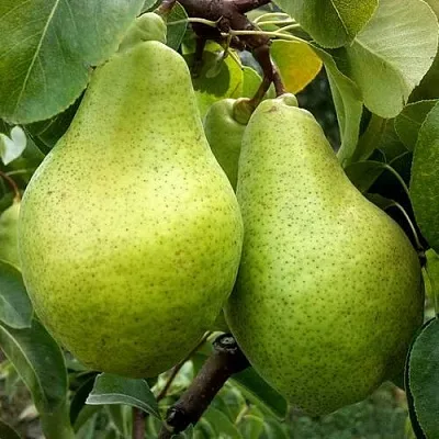 Груша НОЯБРЬСКАЯ ЗИМНЯЯ  Груша НОЯБРЬСКАЯ ЗИМНЯЯ в Ульяновске