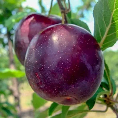 Слива АНЖЕЛИНО  Слива АНЖЕЛИНО в Ульяновске