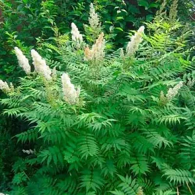 Рябинник рябинолистный СЭМ  Рябинник рябинолистный СЭМ в Ульяновске