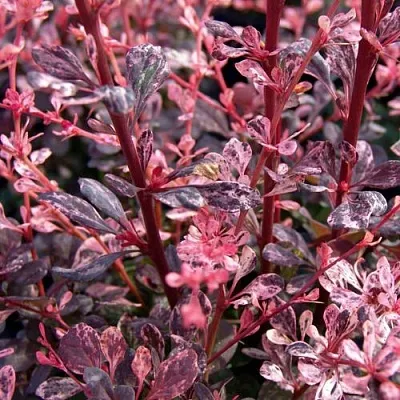 Барбарис АРЛЕКИН тунберга  Барбарис АРЛЕКИН тунберга в Ульяновске