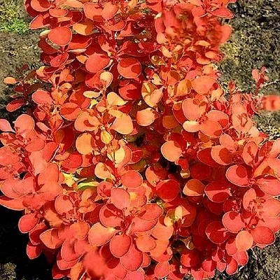 Барбарис ОРАНЖ ФАЙЕР тунберга  Барбарис ОРАНЖ ФАЙЕР тунберга в Ульяновске