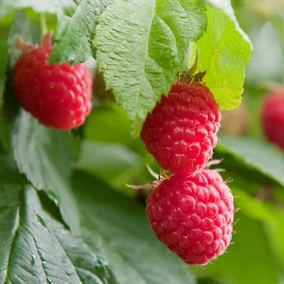 Малина МАРАВИЛЛА  Малина МАРАВИЛЛА в Ульяновске