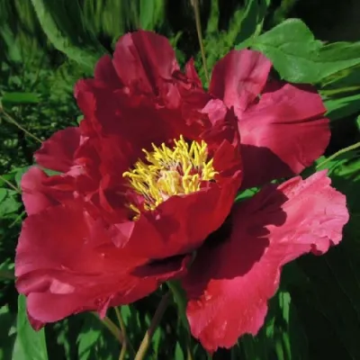 Пион КРАСНЫЙ ЛОТОС древовидный в Ульяновске