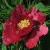Пион КРАСНЫЙ ЛОТОС древовидный — описание сорта Пион КРАСНЫЙ ЛОТОС древовидный в Ульяновске