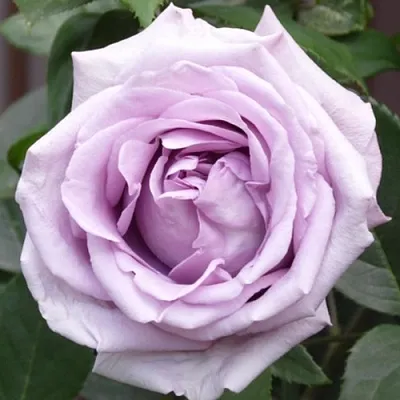 Саженцы роз ИНДИГОЛЕТТА плетистая  Саженцы роз ИНДИГОЛЕТТА плетистая в Ульяновске