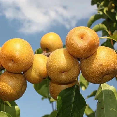 Груша азиатская  Груша азиатская в Ульяновске