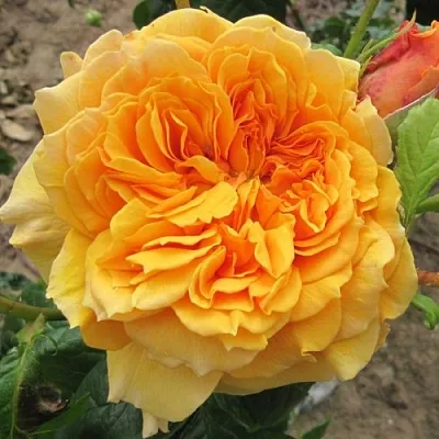 Саженцы роз ЛЕА ТУТУ шраб  Саженцы роз ЛЕА ТУТУ шраб в Ульяновске