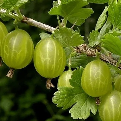 Крыжовник УРАЛЬСКИЙ БЕСШИПНЫЙ  Крыжовник УРАЛЬСКИЙ БЕСШИПНЫЙ в Ульяновске