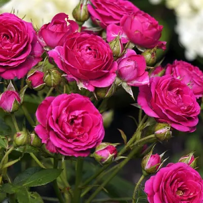 Саженцы роз БЕБИ КРИМСОН миниатюрная  Саженцы роз БЕБИ КРИМСОН миниатюрная в Ульяновске