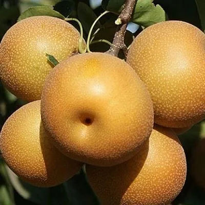 саженцы груши саженцы груши