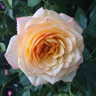 Саженцы роз АБЕЙ ДЕ СЕНТ-АМАН шраб  Саженцы роз АБЕЙ ДЕ СЕНТ-АМАН шраб в Ульяновске