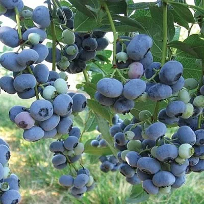 Голубика ЛИБЕРТИ  Голубика ЛИБЕРТИ в Ульяновске