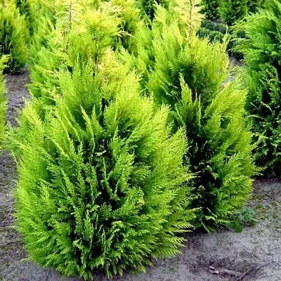 Кипарисовик ИВОНЕ лавсана  Кипарисовик ИВОНЕ лавсана в Ульяновске