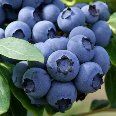 Голубика СПАРТАН  Голубика СПАРТАН в Ульяновске