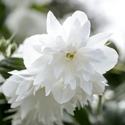 Жасмин МИНЕСОТА СНОУФЛЕЙК  Жасмин МИНЕСОТА СНОУФЛЕЙК в Ульяновске