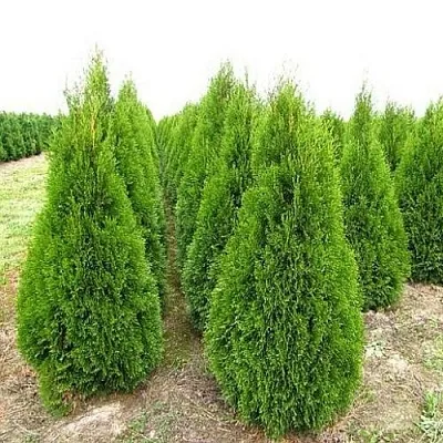 Туя СМАРАГД западная  Туя СМАРАГД западная в Ульяновске