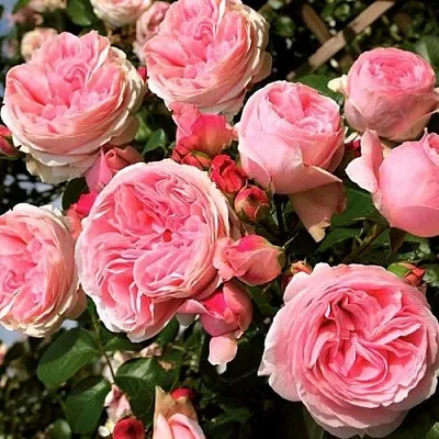 Саженцы роз ДЖАРДИНА плетистая  Саженцы роз ДЖАРДИНА плетистая в Ульяновске