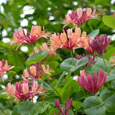 Жимолость ГЕКРОТА в Ульяновске