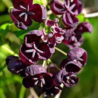 Акебия ПЯТЁРНАЯ   Акебия ПЯТЁРНАЯ  в Ульяновске