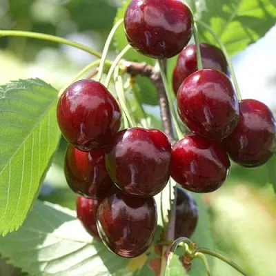 Черешня ОВСТУЖЕНКА  Черешня ОВСТУЖЕНКА в Ульяновске