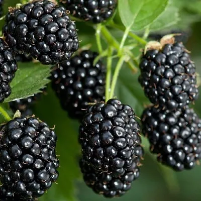 Ежевика ЧЕРНАЯ МАГИЯ ремонтантная  Ежевика ЧЕРНАЯ МАГИЯ ремонтантная в Ульяновске