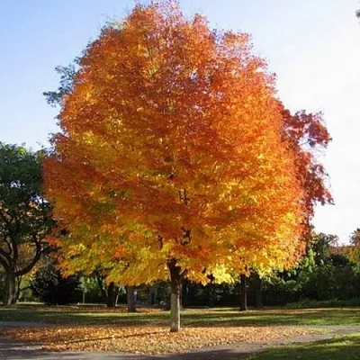 Клен серебристый  Клен серебристый в Ульяновске