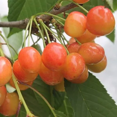 Черешня СЕВЕРНАЯ  Черешня СЕВЕРНАЯ в Ульяновске