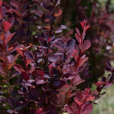 Барбарис ХЕЛМОНД ПИЛЛАР тунберга  Барбарис ХЕЛМОНД ПИЛЛАР тунберга в Ульяновске