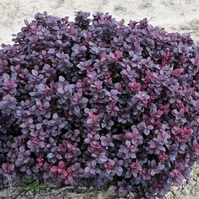 Барбарис КОНКОРД тунберга  Барбарис КОНКОРД тунберга в Ульяновске