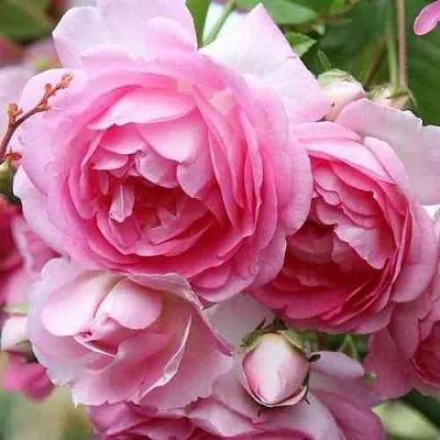 Саженцы роз ЖАСМИНА плетистая  Саженцы роз ЖАСМИНА плетистая в Ульяновске