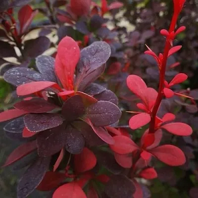 Барбарис РЕД ПИЛЛАР тунберга  Барбарис РЕД ПИЛЛАР тунберга в Ульяновске