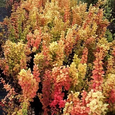 Барбарис САММЕР САНСЕТ тунберга  Барбарис САММЕР САНСЕТ тунберга в Ульяновске