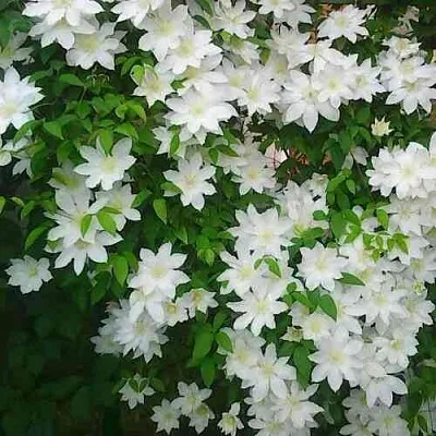 Клематис ТОКИ  Клематис ТОКИ в Ульяновске