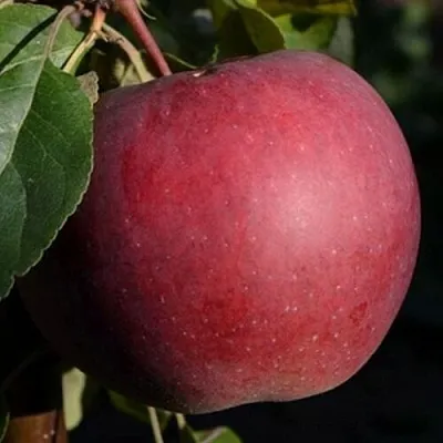 Яблоня БЕЛОРУССКОЕ СЛАДКОЕ  Яблоня БЕЛОРУССКОЕ СЛАДКОЕ в Ульяновске