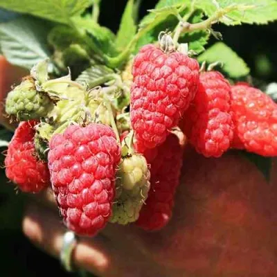 Малина ПАТРИЦИЯ — описание сорта Малина ПАТРИЦИЯ в Ульяновске