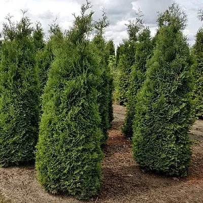 Туя ХОЛМСТРУП западная  Туя ХОЛМСТРУП западная в Ульяновске