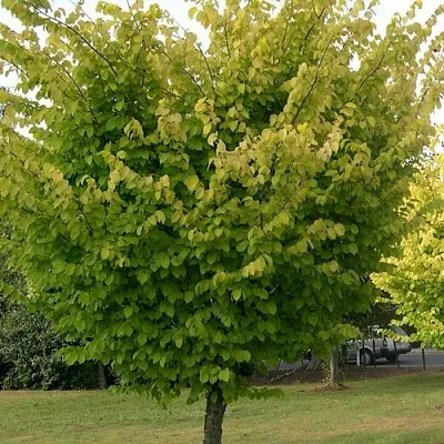 Вяз обыкновенный  Вяз обыкновенный в Ульяновске