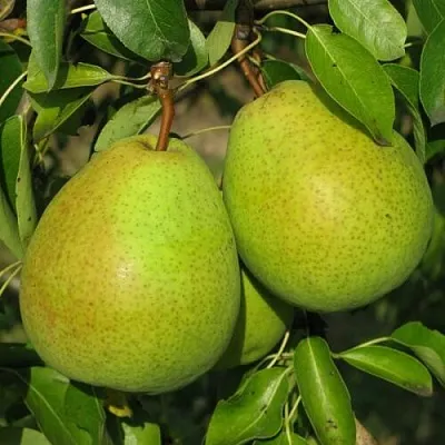 Груша НАЙТ-ВЕРТ колонновидная  Груша НАЙТ-ВЕРТ колонновидная в Ульяновске