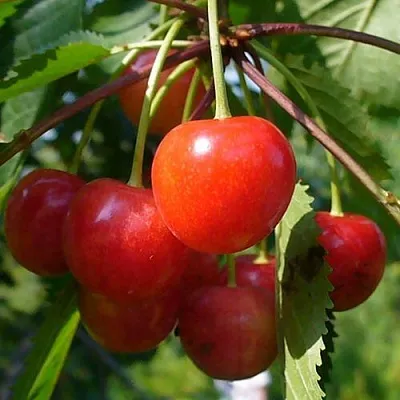 Черешня ФАТЕЖ  Черешня ФАТЕЖ в Ульяновске