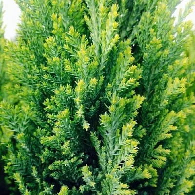 Кипарисовик в Ульяновске