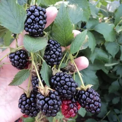 Ежевика ОУАЧИТА бесшипная — описание сорта Ежевика ОУАЧИТА бесшипная в Ульяновске