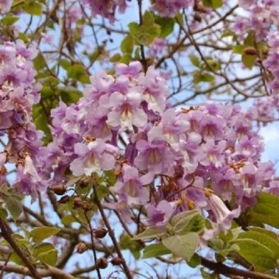 Павлония ПАО ТОГН Z07 — описание сорта Павлония ПАО ТОГН Z07 в Ульяновске