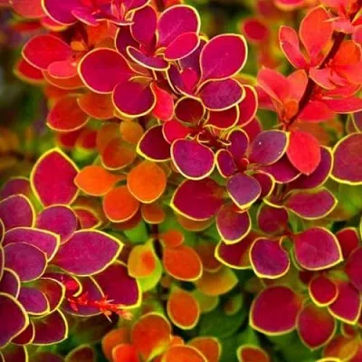 Барбарис ОРАНЖ САНРАЙЗ тунберга  Барбарис ОРАНЖ САНРАЙЗ тунберга в Ульяновске