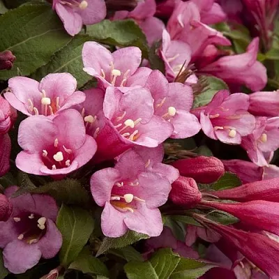 Вейгела ФЛОРИДА  Вейгела ФЛОРИДА в Ульяновске