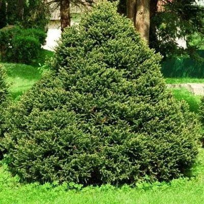 Ель ОЛЕНДОРФИ обыкновенная  Ель ОЛЕНДОРФИ обыкновенная в Ульяновске